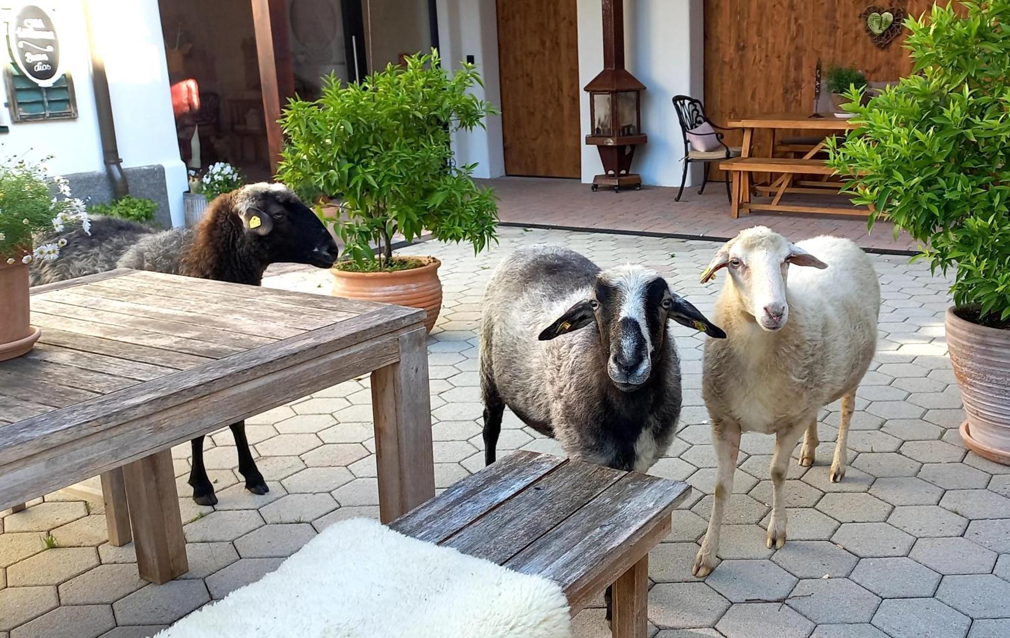 Roiderhof Irrsee Oberhofen am Irrsee Eksteriør billede